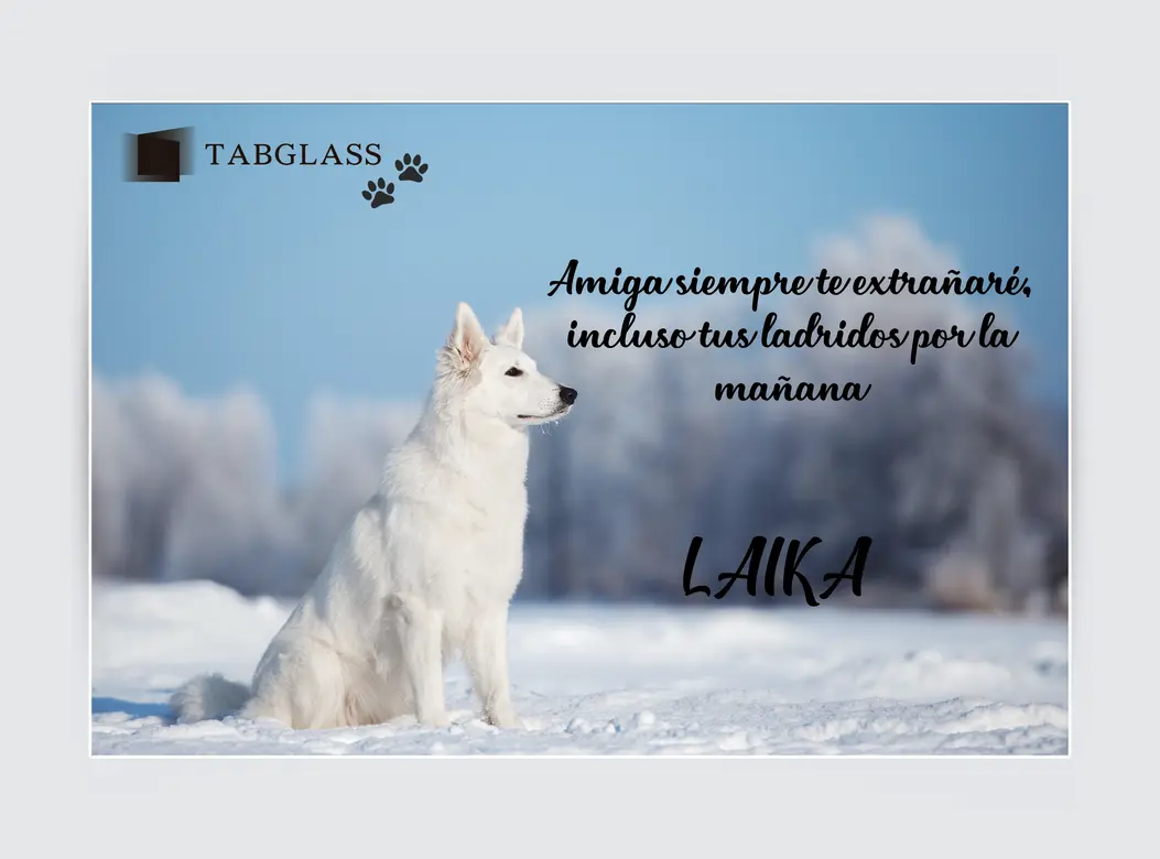 tabglass laika